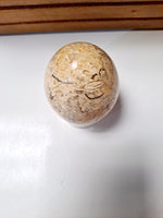 Fossilzed Dinosaur Bones Egg