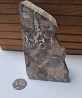 Petrified Wood