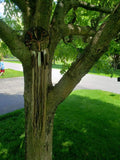 Wire Black Onyx Tree Dream Catcher